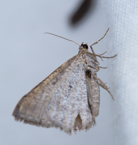 iNaturalist observation photo of Digrammia