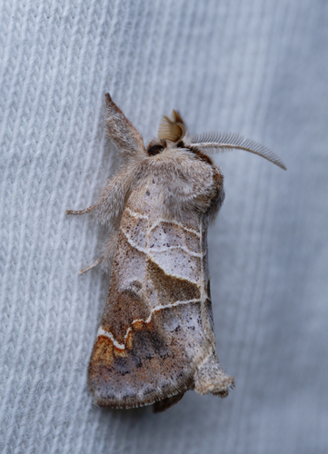 iNaturalist observation photo of Apical Prominent