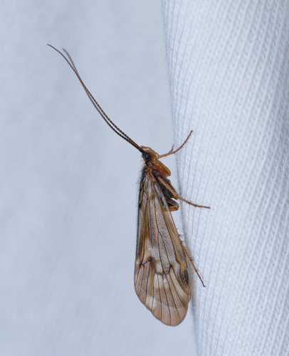 iNaturalist observation photo of Clostoeca disjuncta