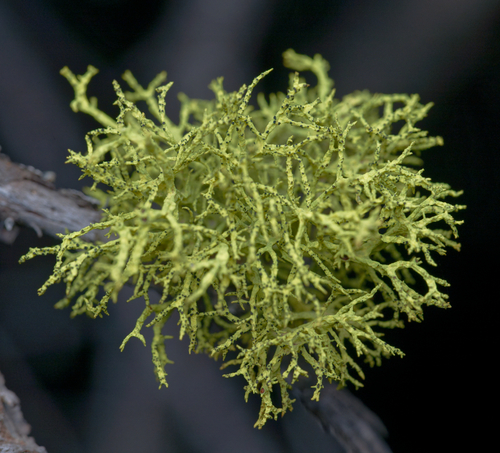iNaturalist observation photo of Wolf Lichens
