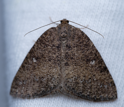 iNaturalist observation photo of Drepanulatrix