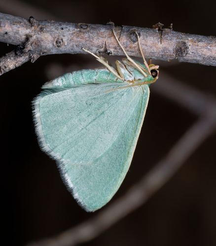 iNaturalist observation photo of Emerald Moths