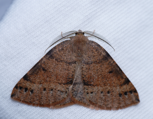 iNaturalist observation photo of Drepanulatrix hulstii