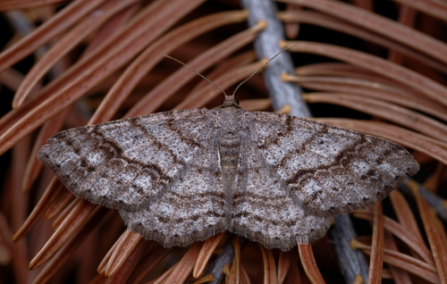 iNaturalist observation photo of Western Carpet