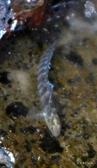 Kelloggella oligolepis