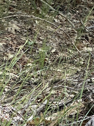 iNaturalist observation photo of California Mountain Kingsnake