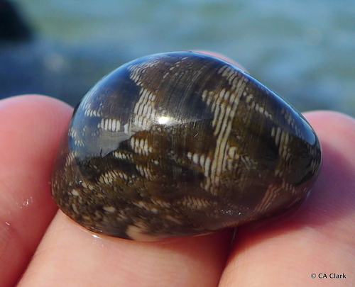 Polished Nerite