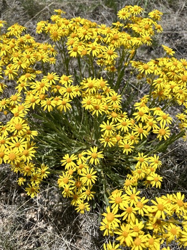Image of Packera thurberi by (c) Cheryl McCleary-Catalano, some rights reserved (CC BY)