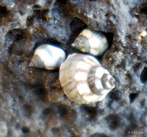 Echinolittorina hawaiiensis