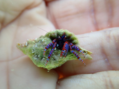 How to identify Calcinus verrillii (Rathbun, 1901)