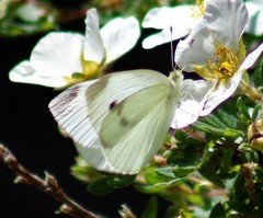 Pieris rapae