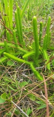 Lycopodiella alopecuroides image
