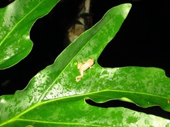Diasporus diastema