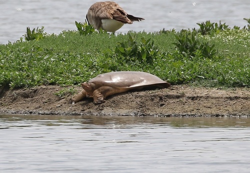 iNaturalist observation photo of Smooth Softshell