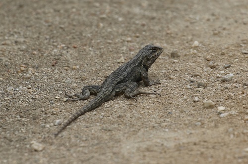 iNaturalist observation photo of Western Fence Lizard