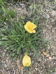 Oenothera howardii