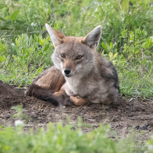 African Wolf