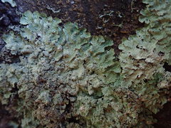 Notoparmelia erumpens
