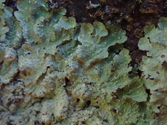 Notoparmelia erumpens