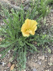 Oenothera howardii
