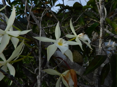Brassavola martiana