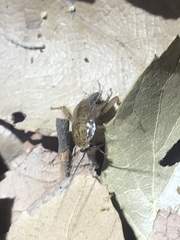Latiblattella tarasca