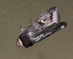 Proteuxoa testaceicollis