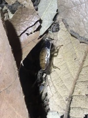 Latiblattella tarasca