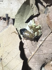 Latiblattella tarasca