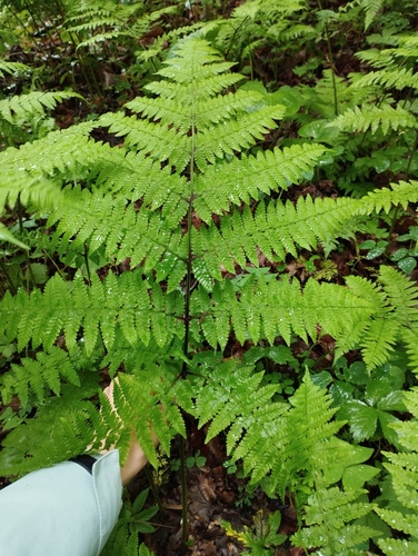 Cornopteris crenulatoserrulata observed 2024-06-01