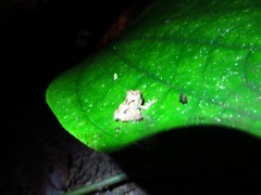 Craugastor megacephalus