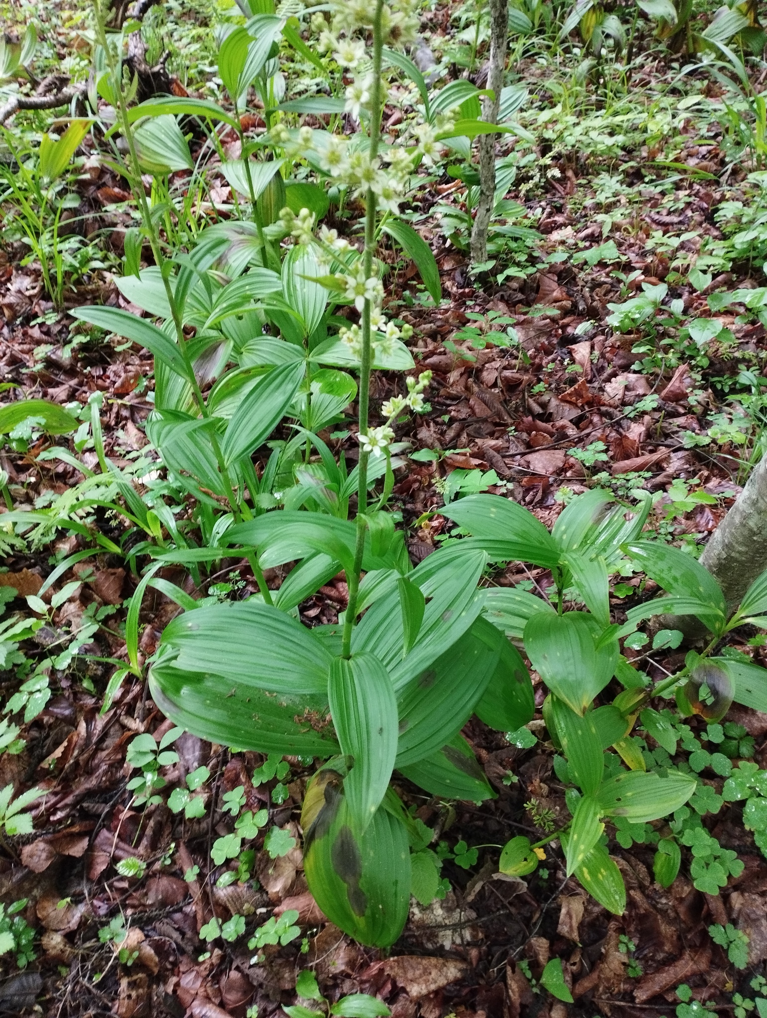 Veratrum dahuricum