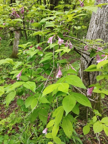 Weigela florida