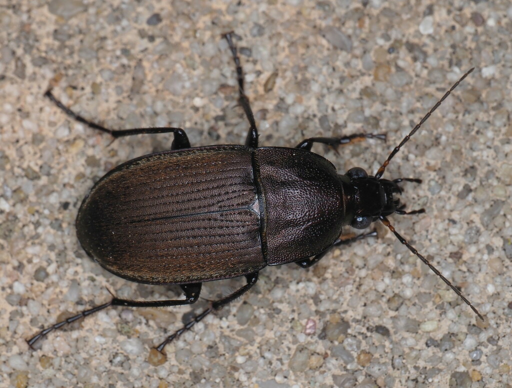 Brown Chlaenius Carabid