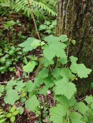 Ribes maximoviczianum, photograph (c) Tatyana Petrenko, some rights reserved (CC BY)