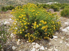 Ericameria cooperi