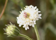 Noctueliopsis aridalis