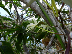Brassavola martiana