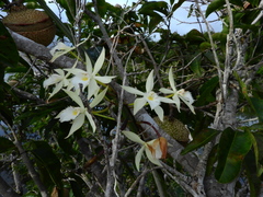 Brassavola martiana