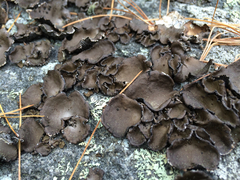 Umbilicaria polyphylla