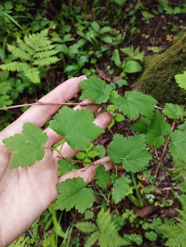 Ribes maximoviczianum, photograph 6