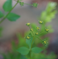 Thaspium trifoliatum