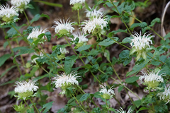 Monarda clinopodia