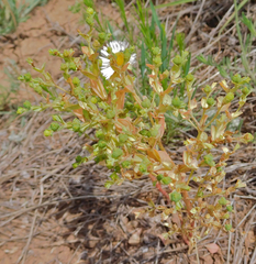 Euphorbia spathulata