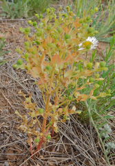 Euphorbia spathulata