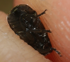 Cryptocephalus rugicollis