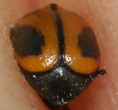 Cryptocephalus rugicollis