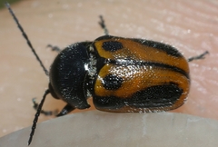 Cryptocephalus rugicollis
