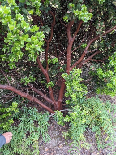 Image of Arctostaphylos catalinae by (c) Aaron Kreisberg, some rights reserved (CC BY)