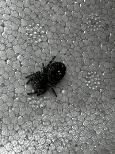 Bold Jumping Spider photographed in Michigan
